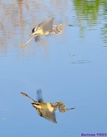 DSC_5246_001.JPG