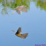 DSC_5248_001.JPG