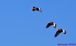 DSC_5250_001.JPG