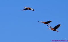 DSC_5251_001.JPG