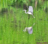 DSC_5267_001.JPG