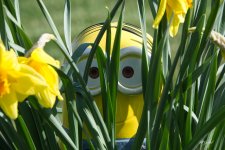 Minion hiding.jpg