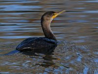 Cormorant.jpg