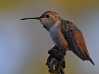 Hummer5.jpg