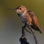 Hummer11.jpg