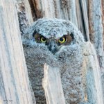 OwlBaby-595.jpg