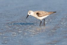 Sanderling-595.jpg