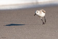 Sanderling-596.jpg