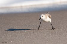 Sanderling-597.jpg