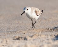 Sanderling-598.jpg