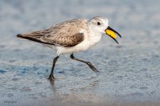 Sanderling-600.jpg