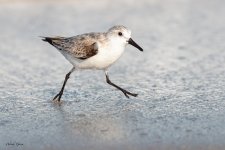 Sanderling-601.jpg