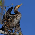 Cormorant4.jpg