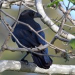 Crow.jpg