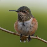 Hummer6.jpg
