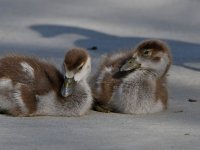 Gosling2.jpg