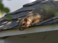 Squirrel.jpg