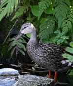 Duck visiting 4 7 23_011.JPG