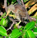 DSC_5326_001.JPG