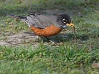 Robin4.jpg