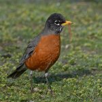 Robin6.jpg