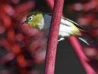 WhiteEye.jpg