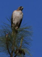 Hawk.jpg