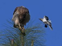 Hawk3.jpg