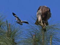 Hawk4.jpg
