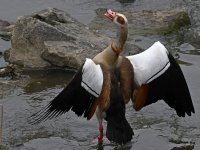 Goose3.jpg