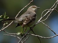 Mockingbird2.jpg