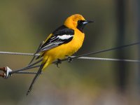 Oriole2.jpg