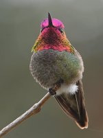 Hummer7.jpg