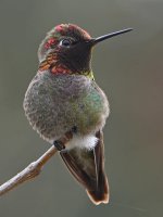 Hummer15.jpg