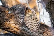 OwlFlight-598.jpg