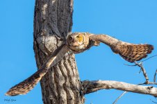 OwlFlight-599.jpg