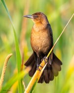 BoatTailedGrackle-599.jpg