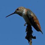 Hummer19.jpg