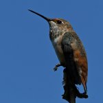Hummer21.jpg