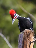 Woody3333-2.jpg