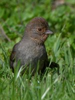 Towhee.jpg
