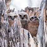 OwlNest-601.jpg
