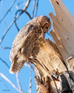 OwlNestLookingIn-599.jpg