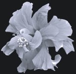 B&W double hibiscus .jpg