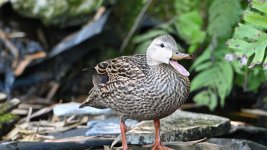duck talk.JPG