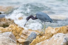 LittleBlue-603.jpg