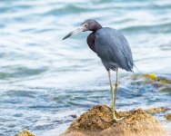 LittleBlue-604.jpg