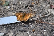 750_0048R_NSh_cr.jpg