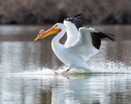 PelicanLanding-611.jpg