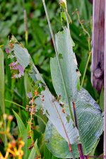 DSC_5756_001.JPG